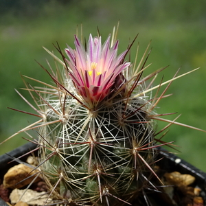 DSC00010Thelocactus lausseri