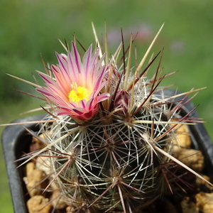 DSC00011Thelocactus lausseri