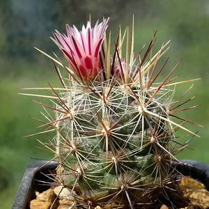 DSC00012Thelocactus lausseri