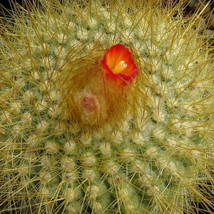 DSC00020Parodia chrysacanthion cv. orange flower