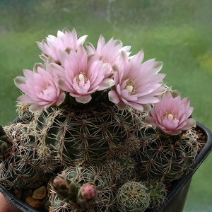 DSC00022Gymnocalycium bruchii ssp. niveum LF90