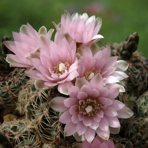 DSC00024Gymnocalycium bruchii ssp. niveum LF90