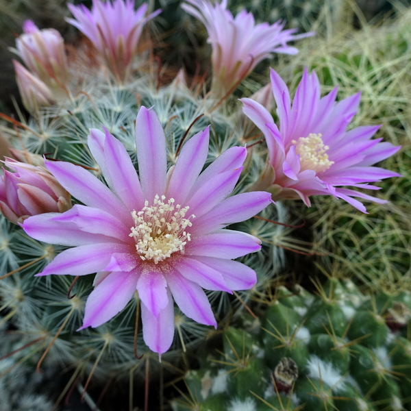 DSC00025Mammillaria longiflora