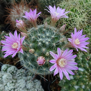 DSC00026Mammillaria longiflora