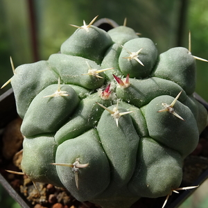 DSC00040Thelocactus rinconensis ssp. multicephalus