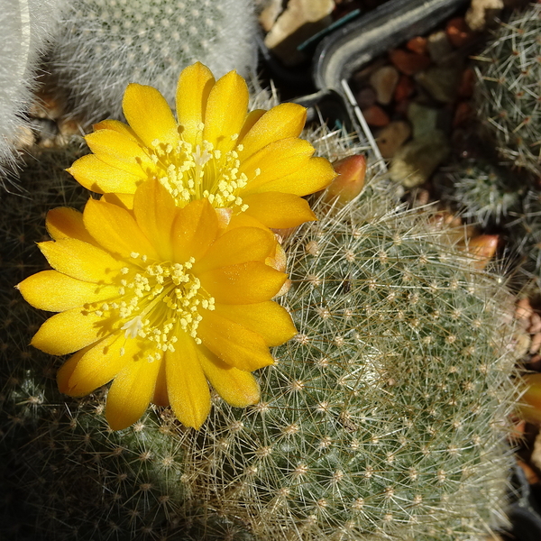 DSC00044Rebutia marsoneri