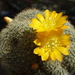 DSC00045Rebutia marsoneri