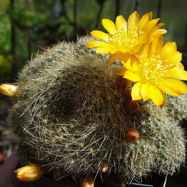 DSC00046Rebutia marsoneri