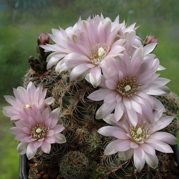 DSC00056Gymnocalycium bruchii ssp. niveum LF90