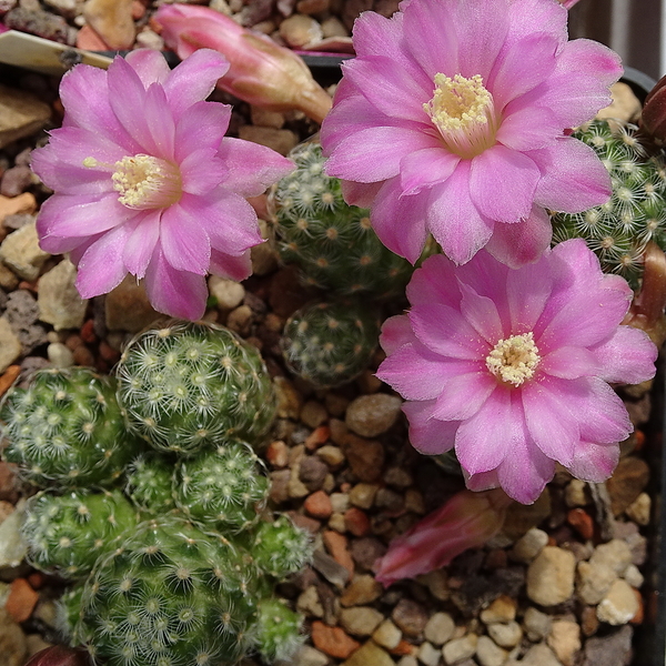 DSC00057Mammillaria saboae