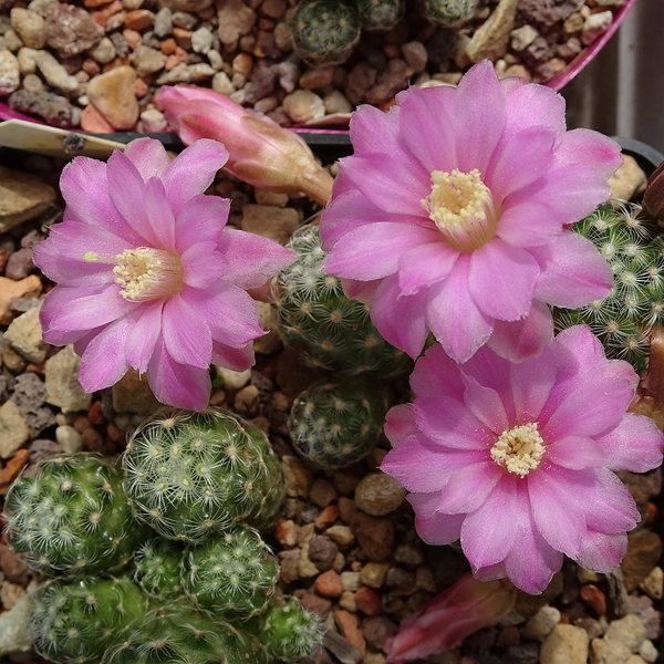 DSC00058Mammillaria saboae