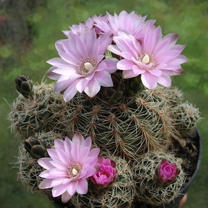 DSC00059Gymnocalycium bruchii ssp. lafaldense