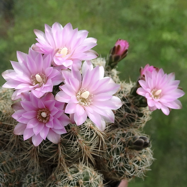 DSC00060Gymnocalycium bruchii ssp. lafaldense