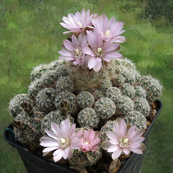 DSC00062Gymnocalycium bruchii ssp. albispinum