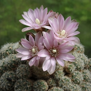 DSC00063Gymnocalycium bruchii ssp. albispinum