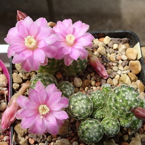 DSC00064Mammillaria saboae