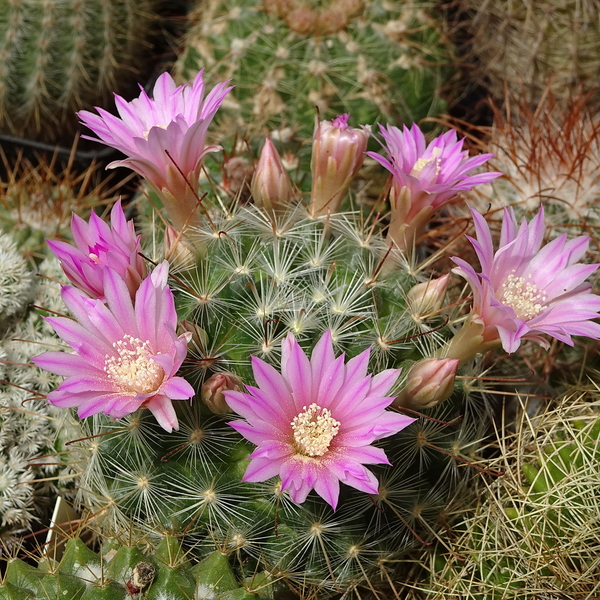 DSC00065Mammillaria longiflora