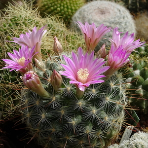 DSC00068Mammillaria longiflora