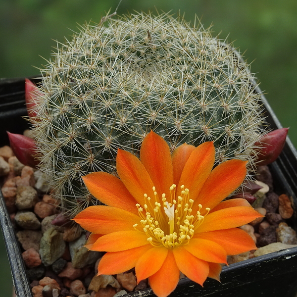 DSC00085Rebutia lucida