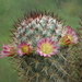 DSC00086Mammillaria microhelia