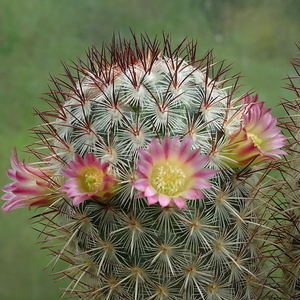 DSC00086Mammillaria microhelia