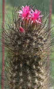 DSC00091Eriosyce senilis