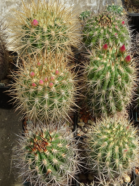 DSC00098Neoporteria subgibbosa