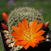 DSC00146Rebutia lucida