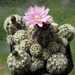 DSC00153Gymnocalycium bruchii