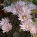 DSC00154Gymnocalycium bruchii ssp. niveum LF90