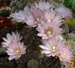 DSC00154Gymnocalycium bruchii ssp. niveum LF90