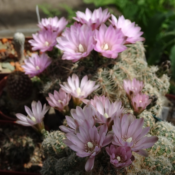 DSC00155Gymnocalycium bruchii