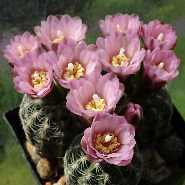 DSC00156Gymnocalycium bruchii ssp. brigitte