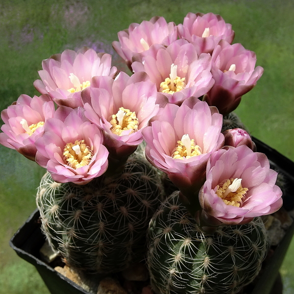 DSC00157Gymnocalycium bruchii ssp. brigitte