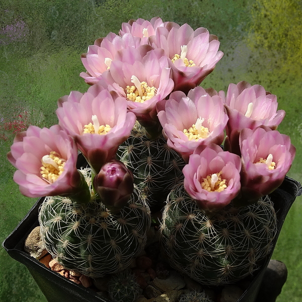 DSC00158Gymnocalycium bruchii ssp. brigitte