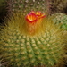 DSC00165Parodia chrysacanthion cv. orange fower