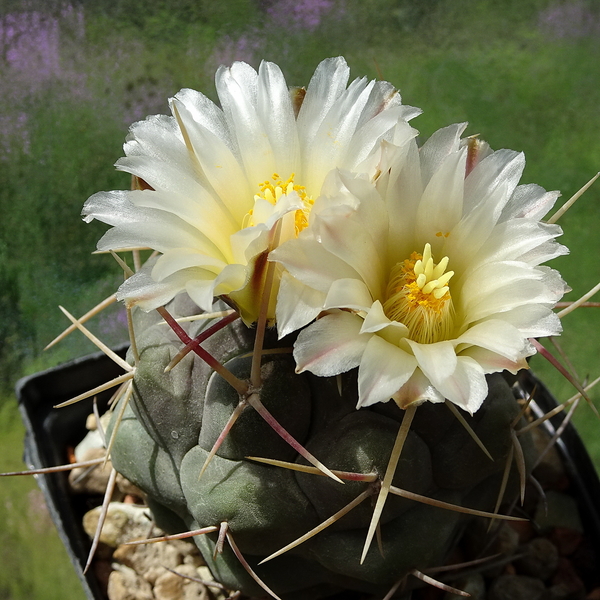 DSC00187Thelocactus hexaedrophorus v. maior