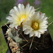 DSC00188Thelocactus hexaedrophorus v. maior