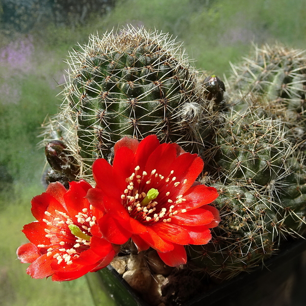 Mediolobivia atrovirens v. rauli