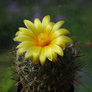 DSC00205Thelocactus conothelos aurantiacus