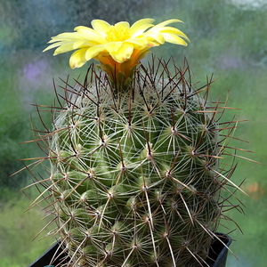 DSC00206Thelocactus conothelos aurantiacus