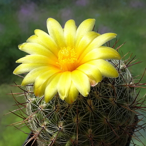 DSC00207Thelocactus conothelos aurantiacus