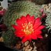 DSC00210Rebutia albiareolata