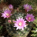 DSC00211Mammillaria longiflora