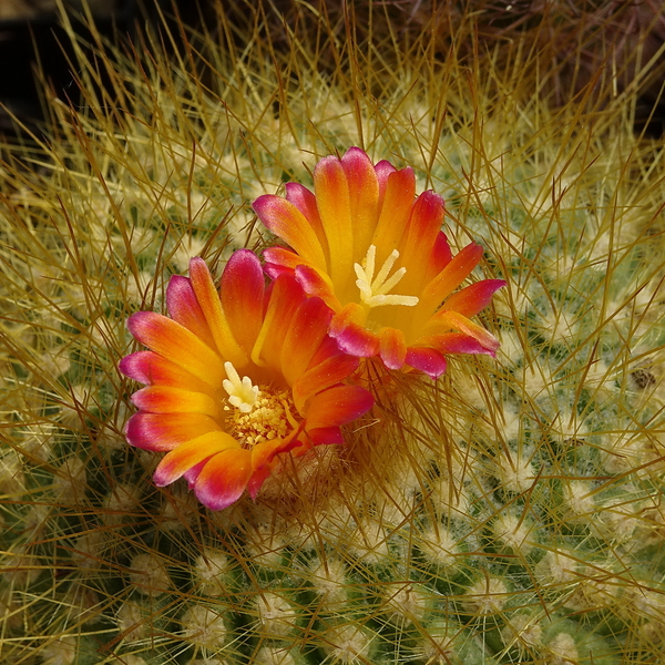 DSC00212Parodia chrysacanthion cv. orange fower