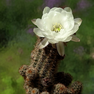 DSC00215Chamaecereus Happy Anniversary