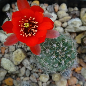 DSC00313Rebutia krainziana