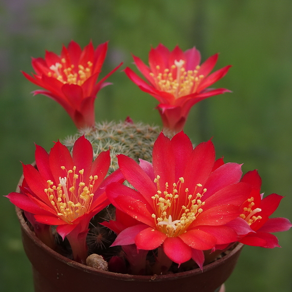 DSC00316Rebutia albiareolata