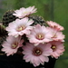 DSC00318Rebutia odehnallii SE 109