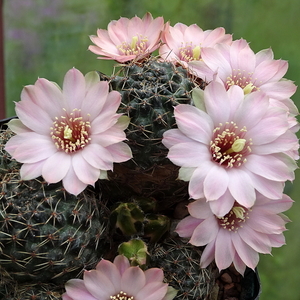 DSC00319Rebutia odehnallii SE 109